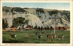 Deer Near Mammoth Yellowstone National Park, WY Postcard Postcard