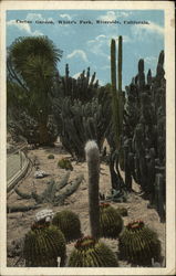Cactus Garden, White's Park Postcard