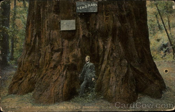 General Grant Big Tree Grove Santa Cruz California