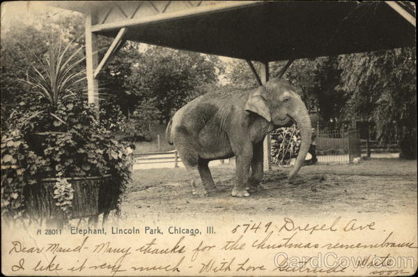 Elephant, Lincoln Park Chicago Illinois