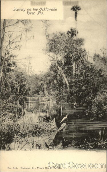 Scenery on the Ocklawaha River Florida