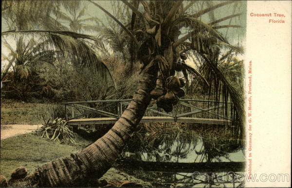 Coconut Tree Florida