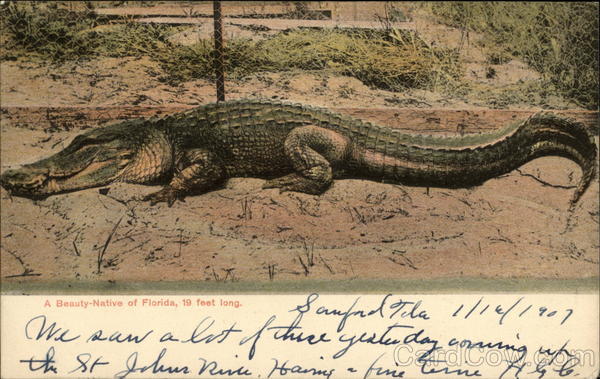 A Beauty-Native of Florida 19 Feet Long Alligators