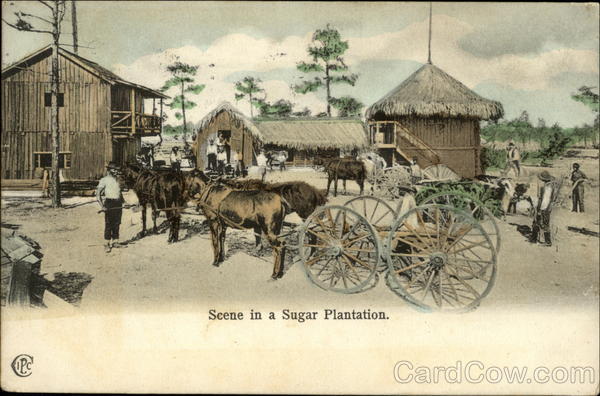 Scene in a Sugar Plantation Florida
