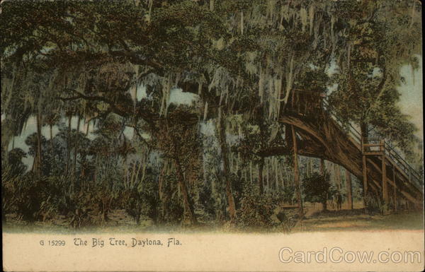 The Big Tree Daytona Beach Florida