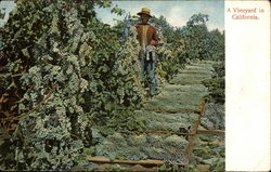 A Vineyard in California Fruit Postcard Postcard