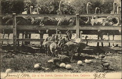 Life of the Ostrich: Cawston Ostrich Farm California Postcard Postcard