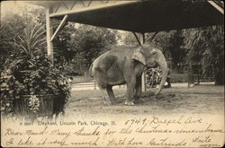 Elephant, Lincoln Park Postcard