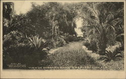 View in Hubbard Park Postcard