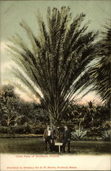 Date Palm of Southern Florida Postcard Postcard