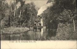 On the Ocklawaha River Postcard