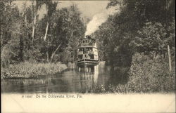 On the Ocklawaha River Florida Postcard Postcard