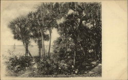 View on the St. John's River Palatka, FL Postcard 