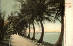 Palm Walk, Palm Beach Palm Walk, Palm Beach