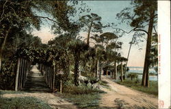 Arbor and Road Postcard