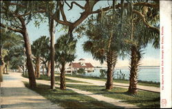 The Daytona Yacht Club through the Palms Postcard