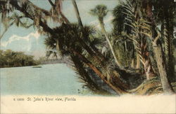 St. John's River View Postcard