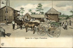 Scene in a Sugar Plantation Postcard