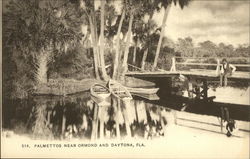 Palmettos Near Ormond and Daytona Postcard