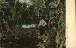 Banana Grove Postcard