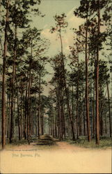 Pine Barrens Florida Postcard Postcard