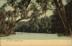 On a Florida River Postcard Postcard