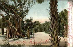 Rubber Tree and Palmettos, Munyon Island North Palm Beach, FL Postcard 
