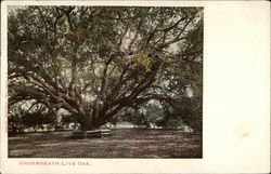 Underneath the Live Oak Underneath the Live Oak