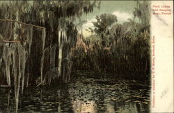 Pond Lilies and Hanging Moss Postcard