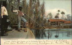 Gigging from Steamer, on the Ocklawaha River Postcard