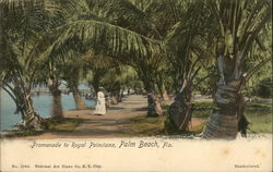 Promenade to Royal Poinciana Postcard