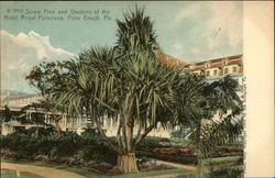 Screw Pine and Gardens of the Hotel Royal Poinciana Palm Beach, FL Postcard Postcard