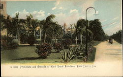 Promenade and Grounds of Hotel Royal Poinciana Palm Beach, FL Postcard Postcard