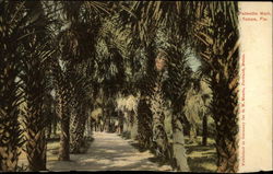 Palmetto Walk Postcard