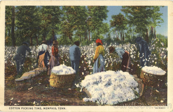 Cotton Picking Time Memphis Tennessee