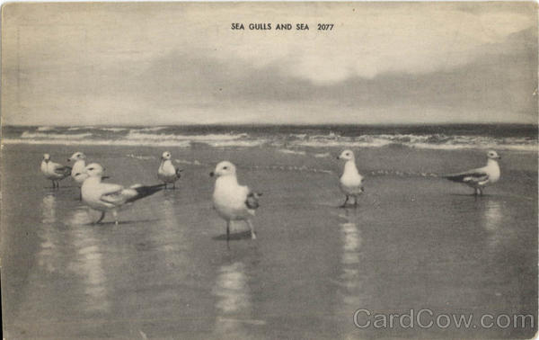 Sea Gulls And Sea Birds