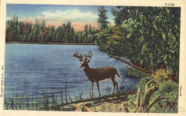 Buck by Lake Deer