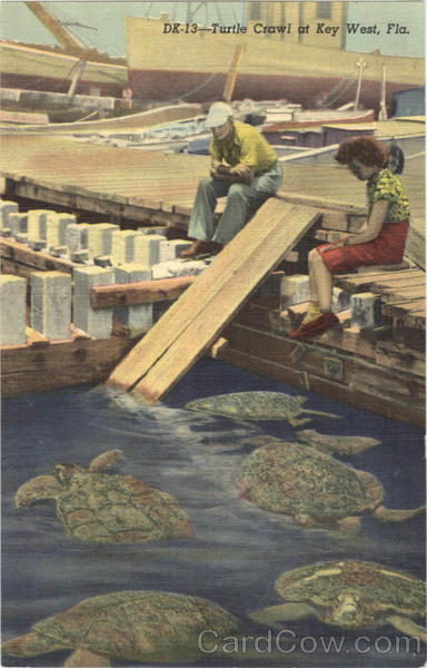 Turtle Crawl at Key West Florida