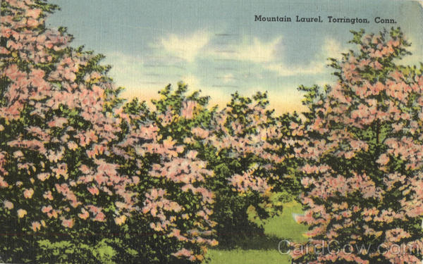 Mountain Laurel Torrington Connecticut