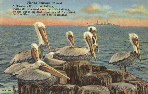 Florida Pelicans at Rest Birds