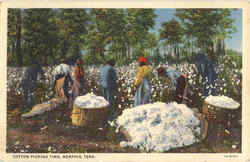 Cotton Picking Time Memphis, TN Postcard Postcard