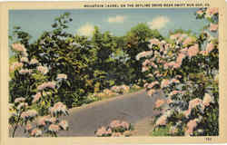 Mountain Laurel on The Skyline Drive Postcard