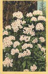 Rhododendrons in the Northwest Postcard