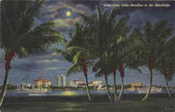 The Palm Beaches in the Moonlight Postcard