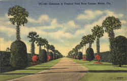 Entrance to Tropical Park Race Course Postcard