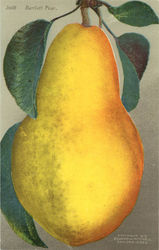 Bartlett Pears Fruit Postcard Postcard