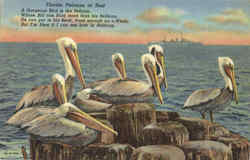 Florida Pelicans at Rest Postcard