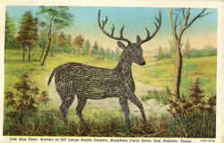 Life Size Deer San Antonio, TX Postcard Postcard