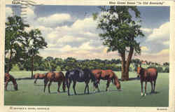 Blue Grass Scene In Old Kentucky Scenic, KY Postcard Postcard