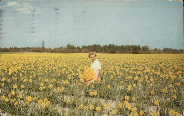 Daffodils in the Castle Hayne Area Wilmington North Carolina